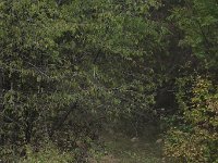 R7  3133 : Grafenbach, Sport, Veranstaltung aussen, Fahrzeug